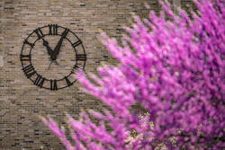 Pink spring blossoms on a tree frame the large roman clock on the side of Jordan Hall