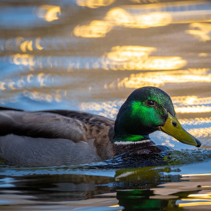 Duck on St. Mary's Lake (Photo by Matt Cashore/University of Notre Dame)