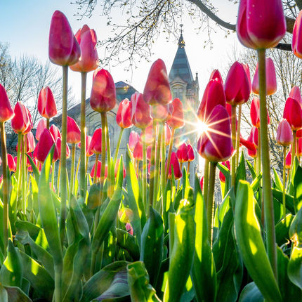 Sunrise through tulips on Main Quad (Photo by Matt Cashore/University of Notre Dame)