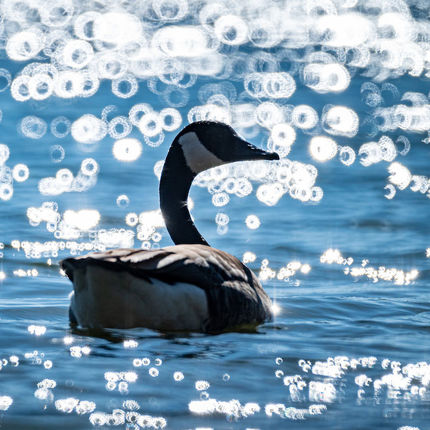 Goose on St. Mary's Lake (Photo by Matt Cashore/University of Notre Dame)