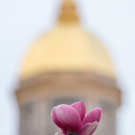 Bloom from Magnolia tree in front of the Main Building (Photo by Matt Cashore/University of Notre Dame)