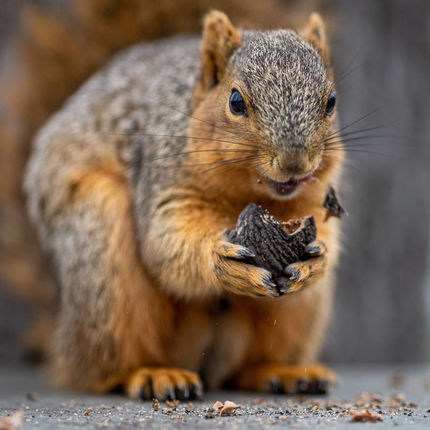 A squirrel has a snack. (Photo by Matt Cashore/University of Notre Dame)