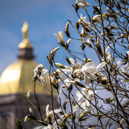 Flowering tree (Photo by Matt Cashore/University of Notre Dame)