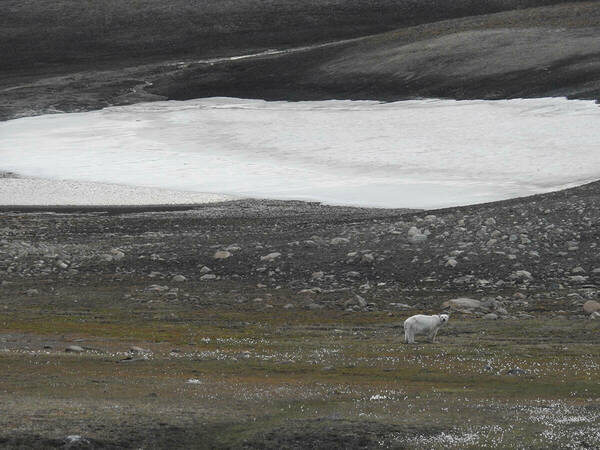 Polar Bear Photo Copy