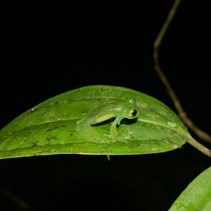An emerald glass frog (Espadarana prosoblepon) at Las Cruces Biological Station. You can tell that this individual is a male by the distinctive spur on the upper arm.